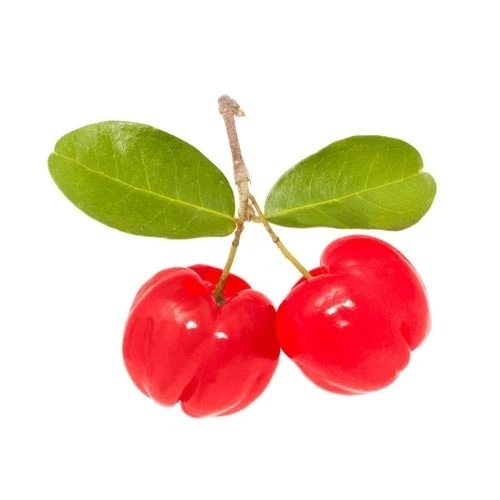 Two bright red cherries attached to a small brown stem with two green leaves on a white background