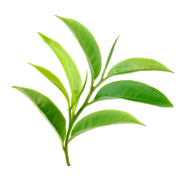 Branch with several glossy green leaves on a pale stem against a white background, isolated image.